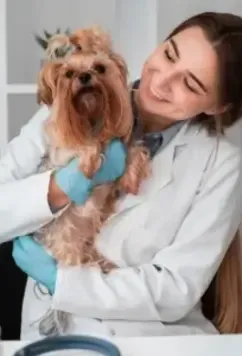 Categoria Saúde Animal